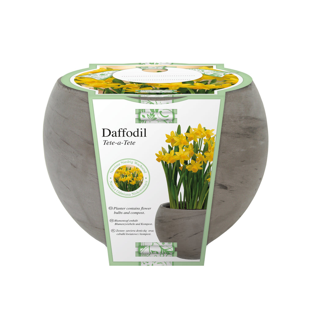 Ribbon Daffodil Sphere Grow Set (Basalt)