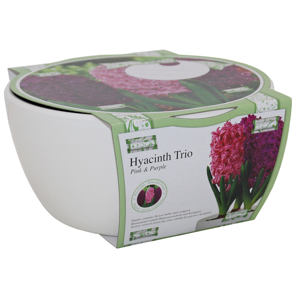 Ribbon Hyacinth Bowl Grow Set (White Ceramic)