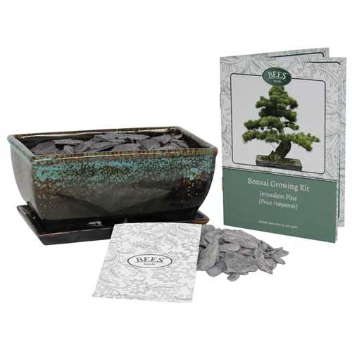 Premium Bonsai Pine Tree Grow Set