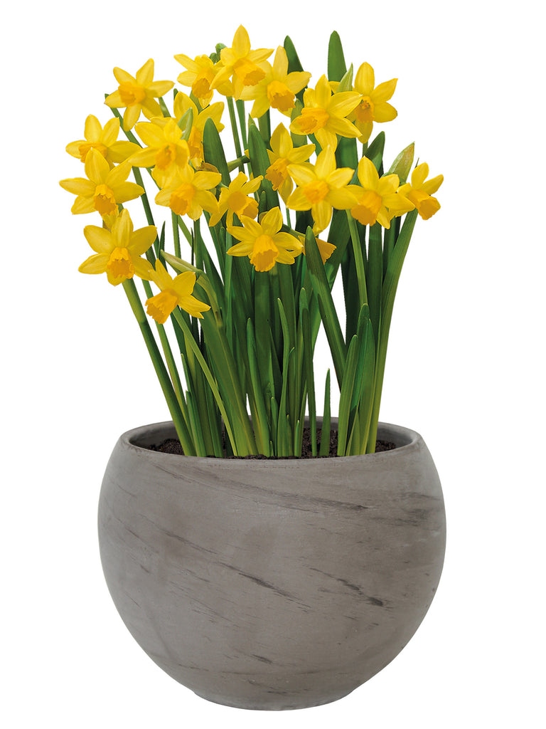 Ribbon Daffodil Sphere Grow Set (Basalt)