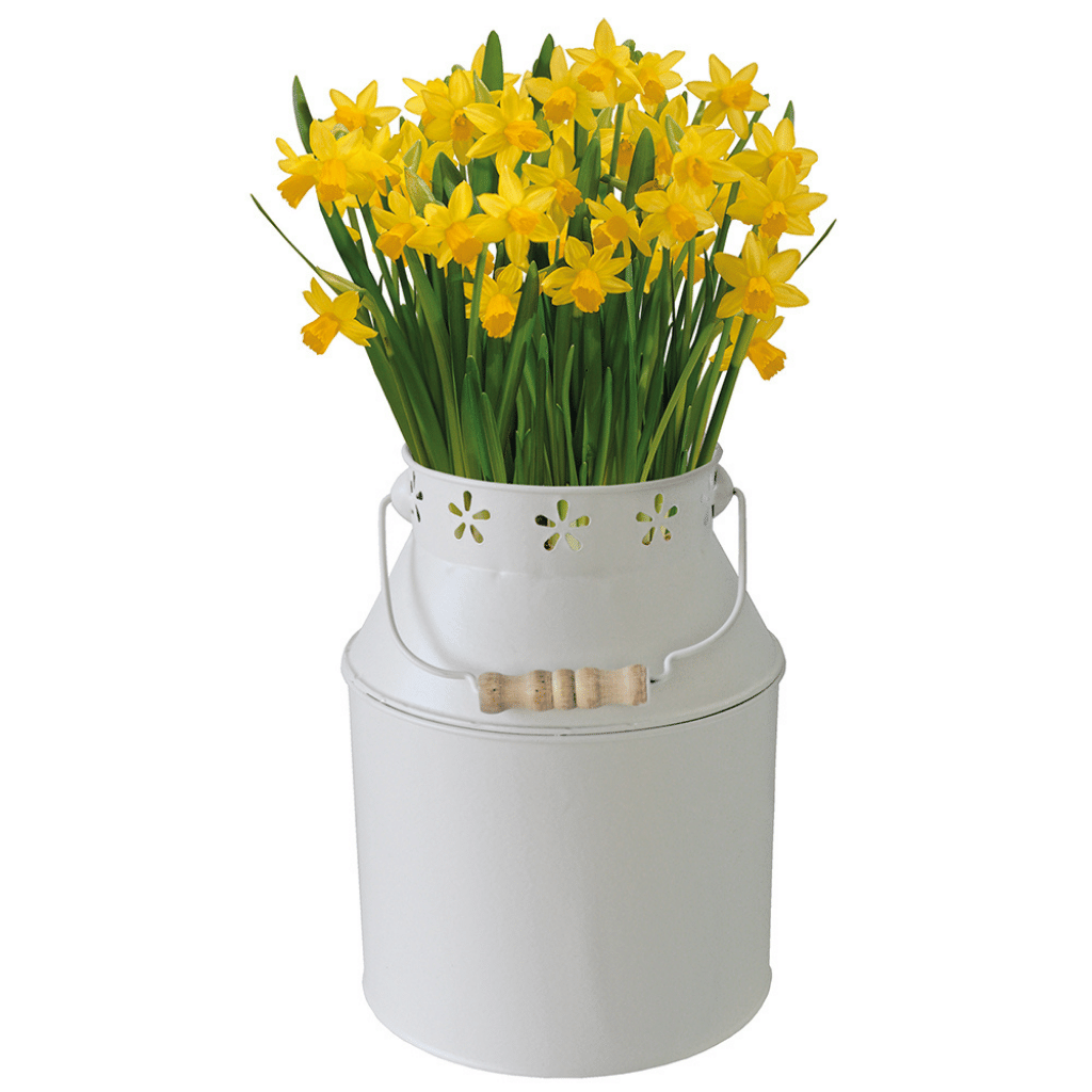 Daffodil Tête-à-Tête Milk Churn Planter